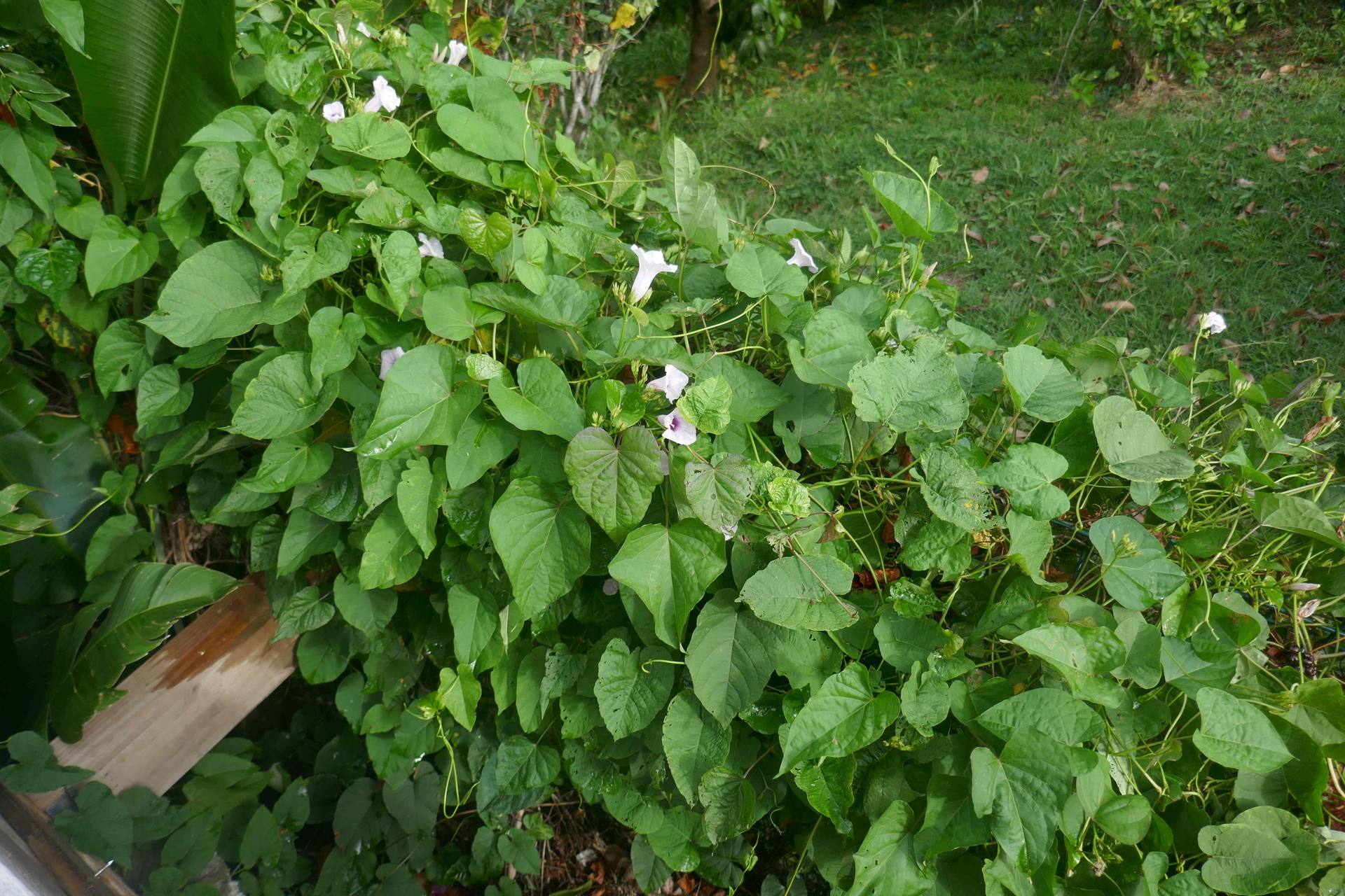 Annexe P1060849-ConvertImage (1).jpg