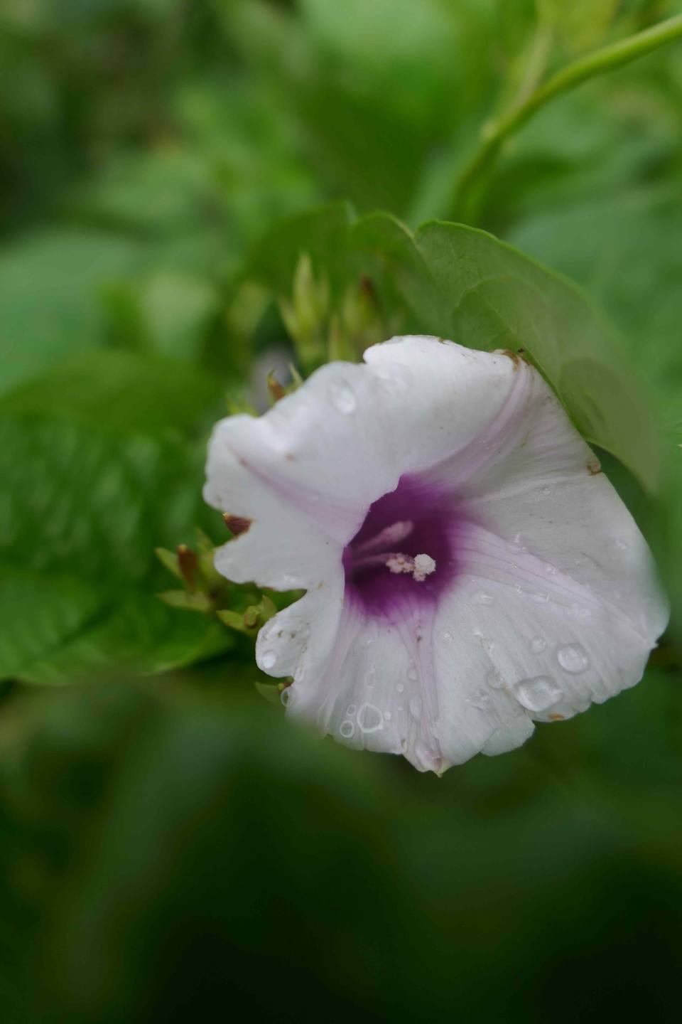 Annexe P1060850-ConvertImage.jpg