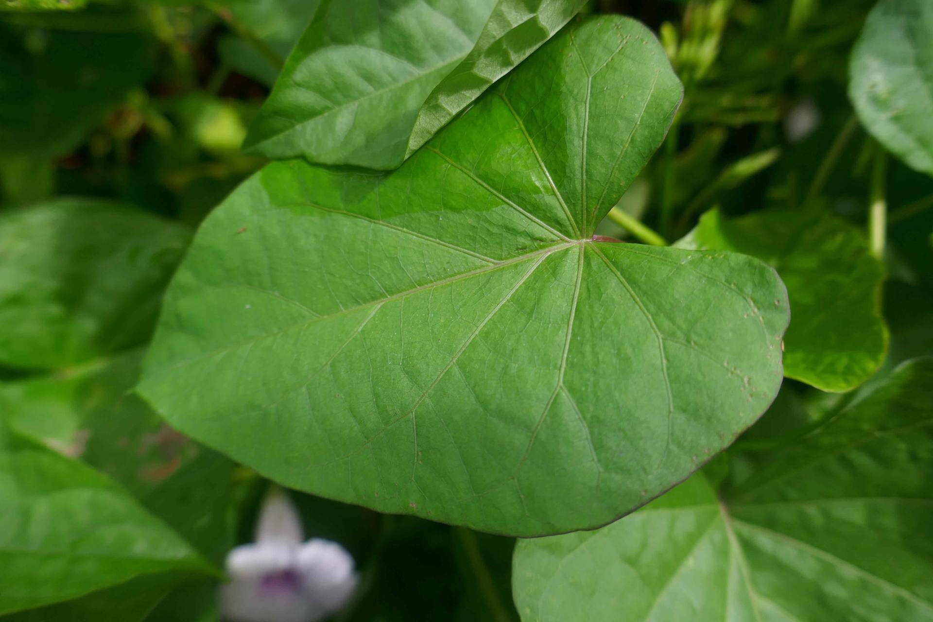 Annexe P1060853-ConvertImage.jpg