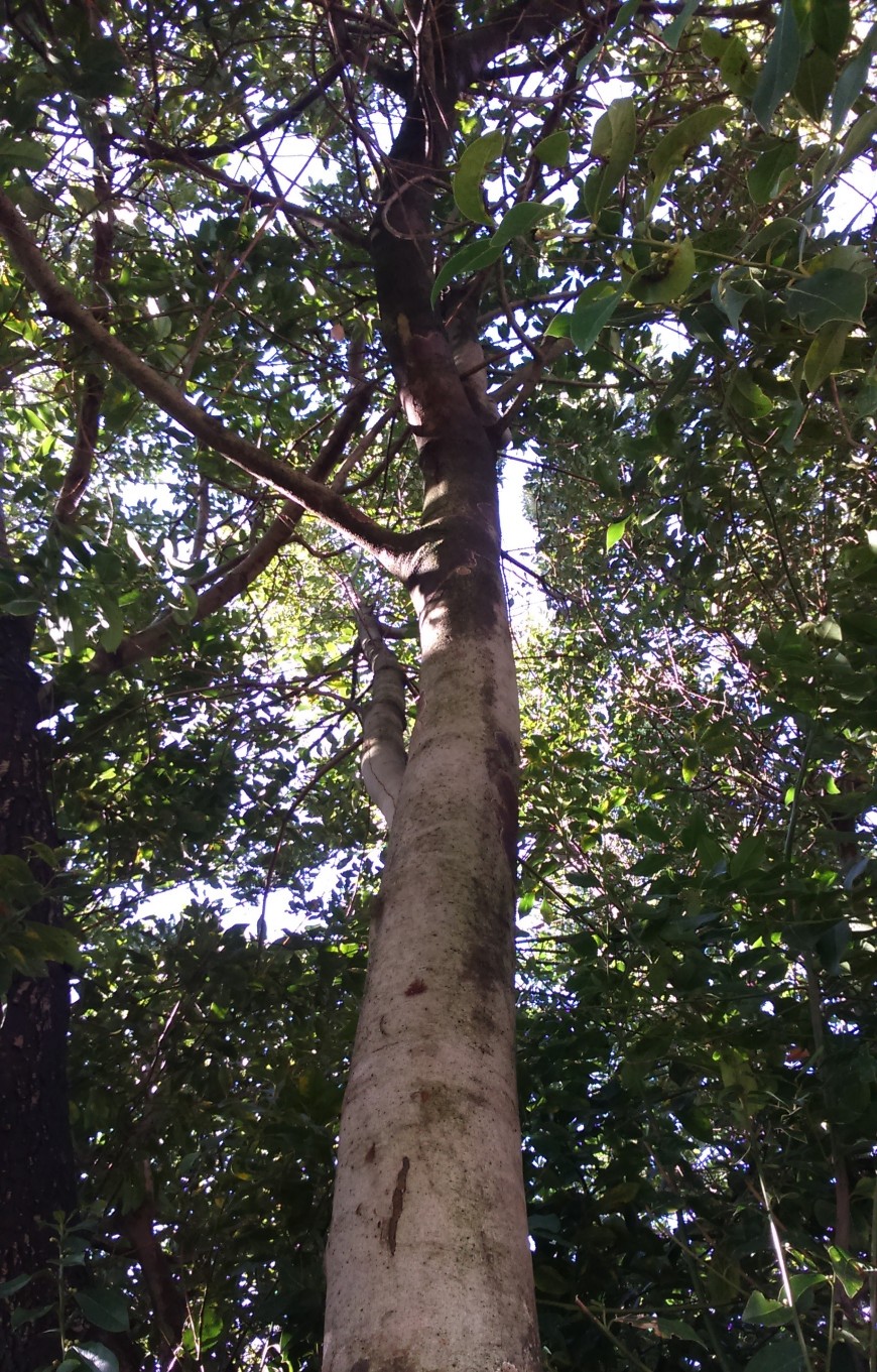 Annexe laurier tronc.jpg