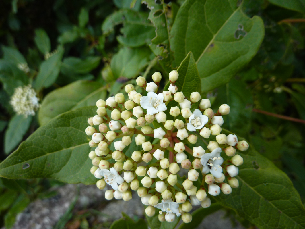 Annexe fleurs ouvertes.jpg