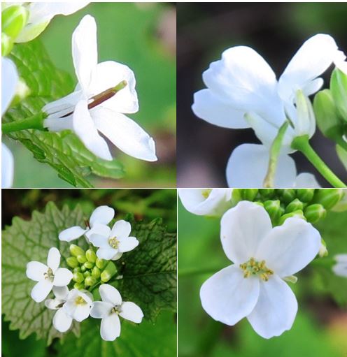 Annexe Fleur Aliaria.JPG