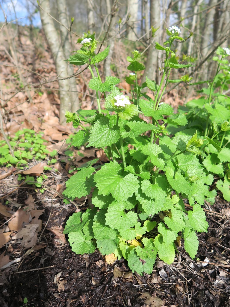 Annexe IMG_4566_compresse.jpg