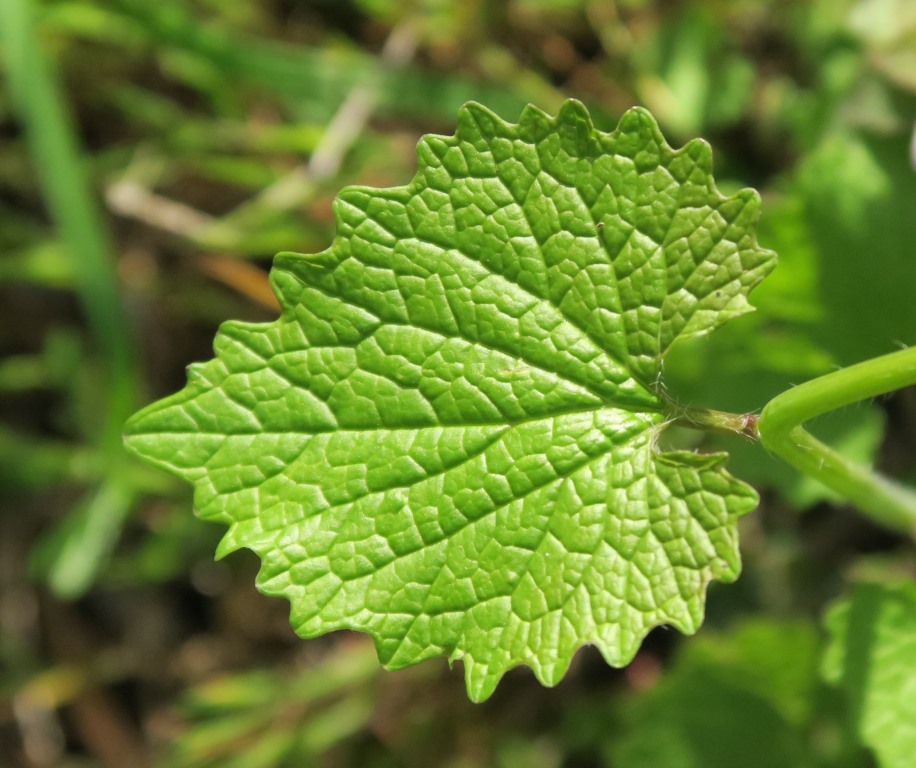 Annexe IMG_4606_zoom feuille_compressée.jpg