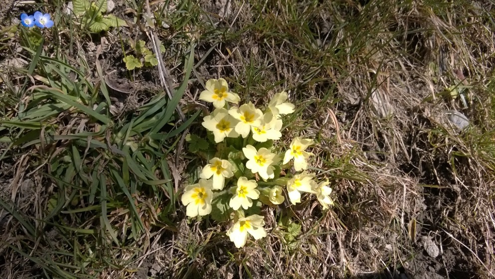 Annexe primevère 1.jpg