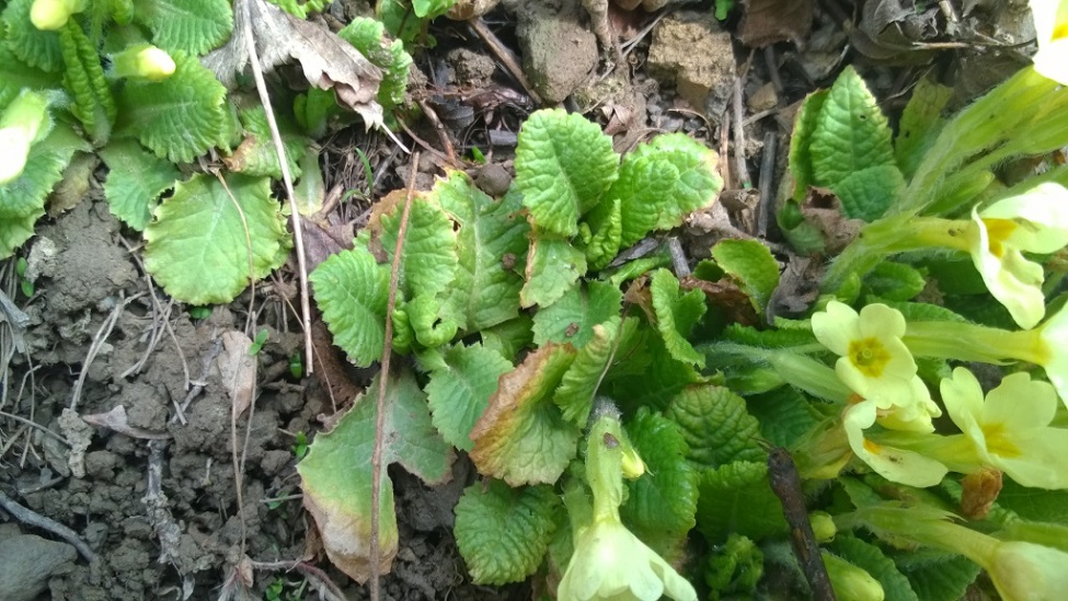 Annexe primevère 2.jpg