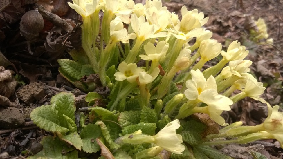 Annexe primevère 3.jpg