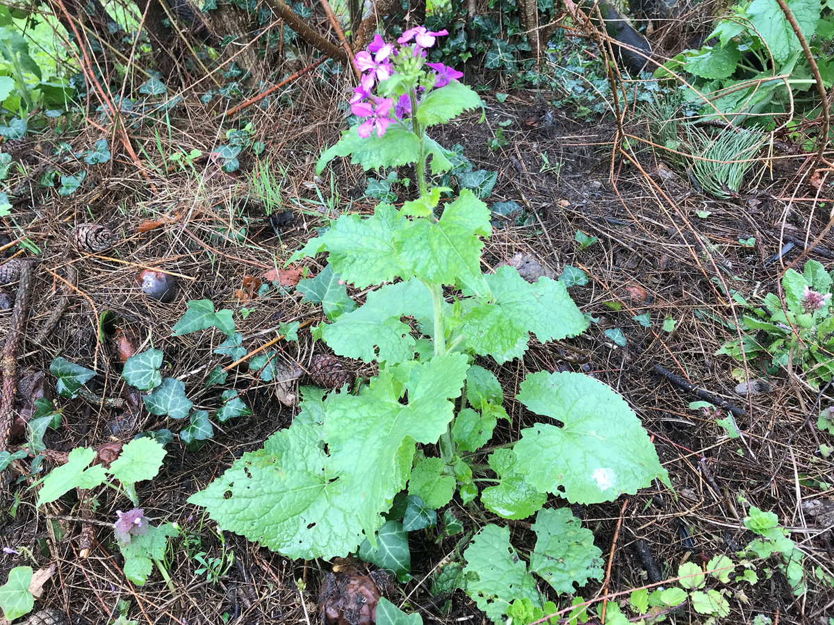 Annexe monnaie du pape 1.JPG
