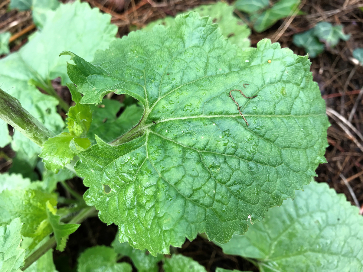 Annexe monnaie du pape 2.JPG