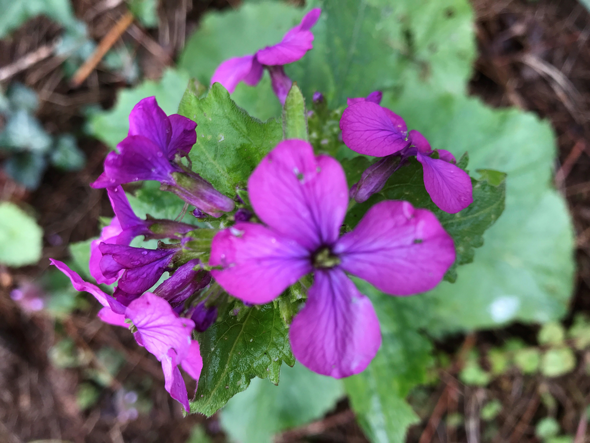 Annexe monnaie du pape 3.JPG