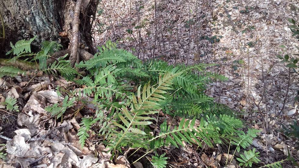 Annexe received_10155143786701286.jpeg