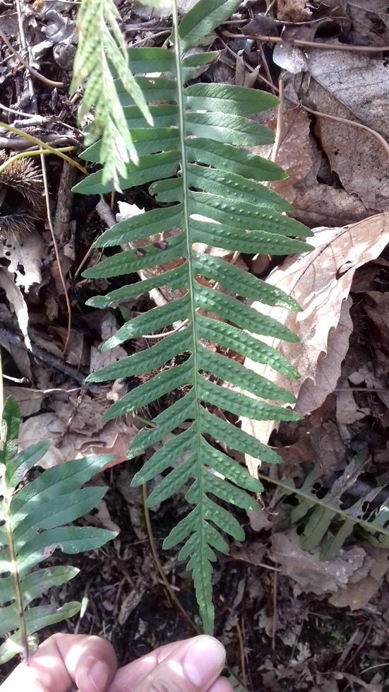 Annexe received_10155143787251286.jpeg