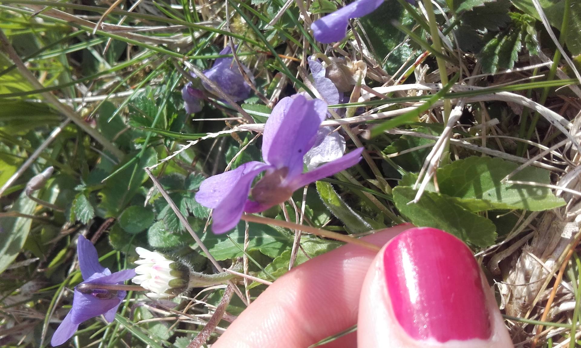 Annexe violette (profil7).jpg