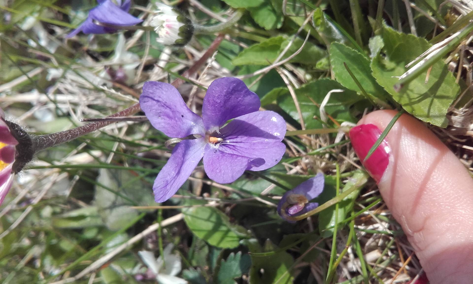 Annexe violette entiere.jpg