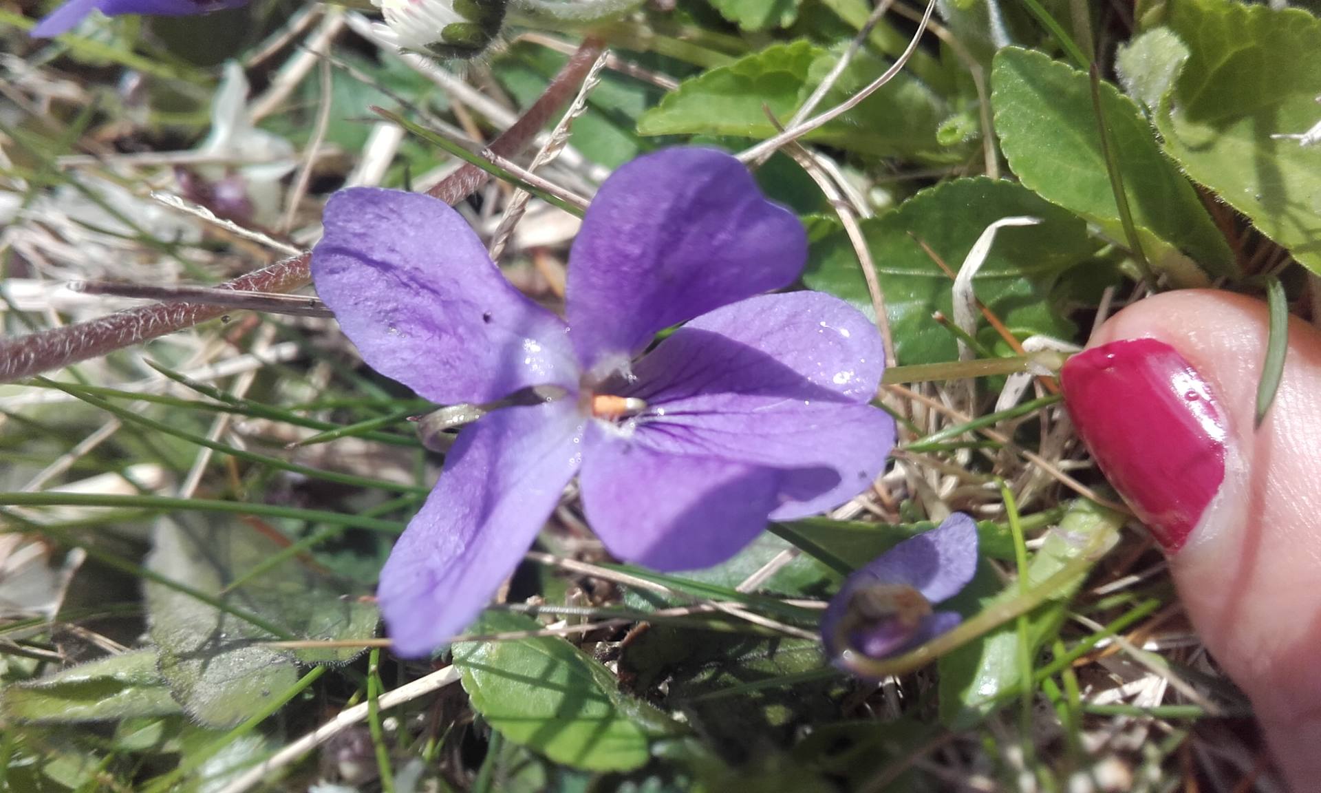 Annexe violette fleur(3).jpg