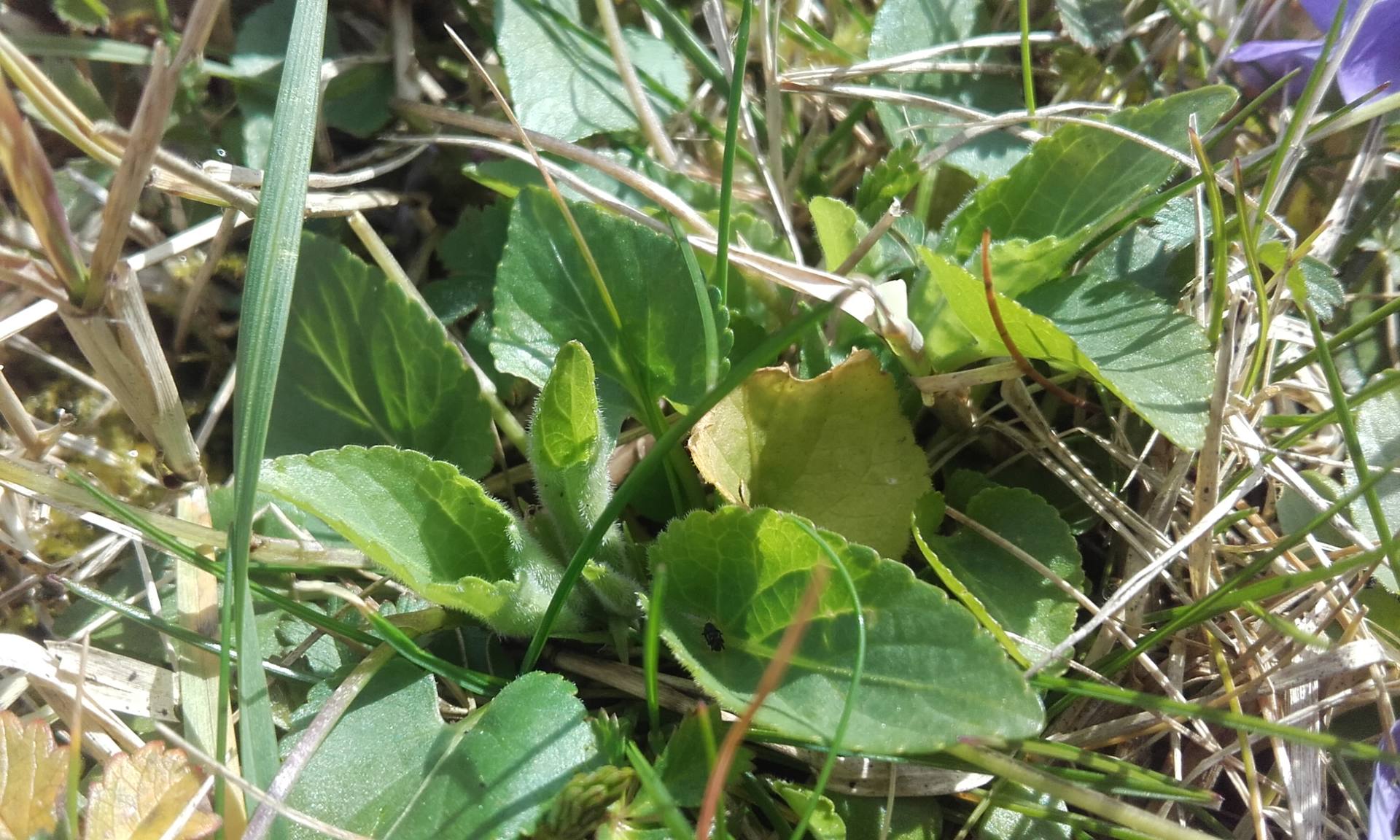 Annexe violette feuille(6).jpg