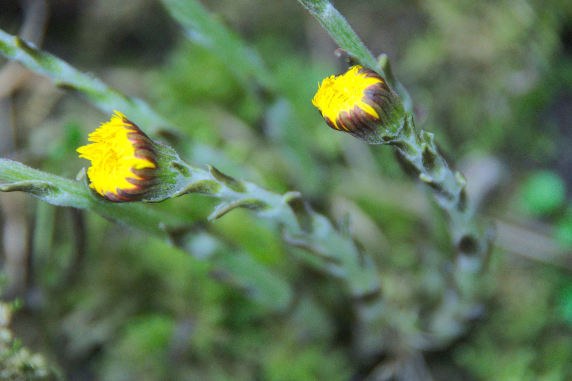 Annexe Tussilage-détail.jpg