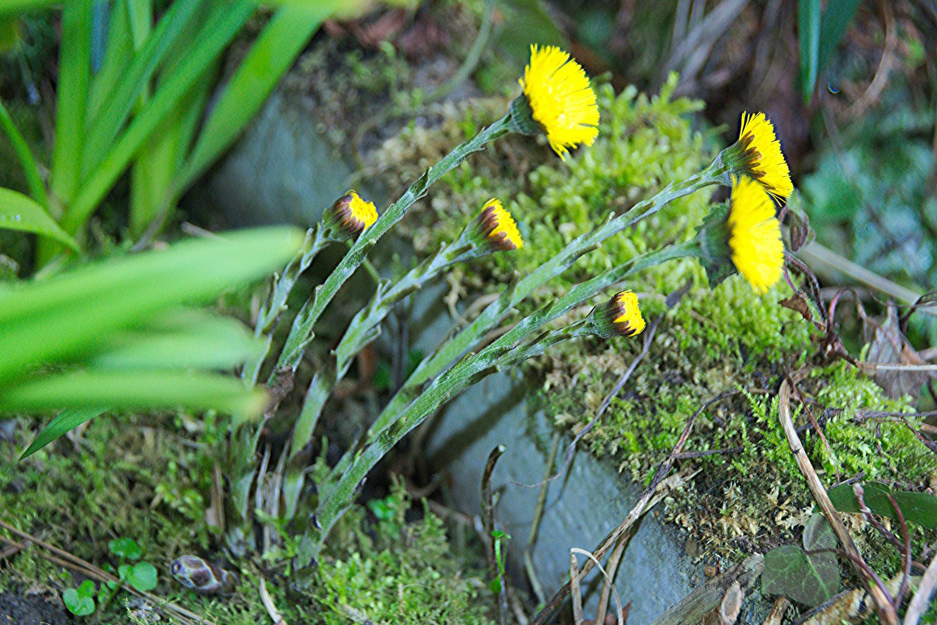 Annexe Tussilage-ensemble.jpg