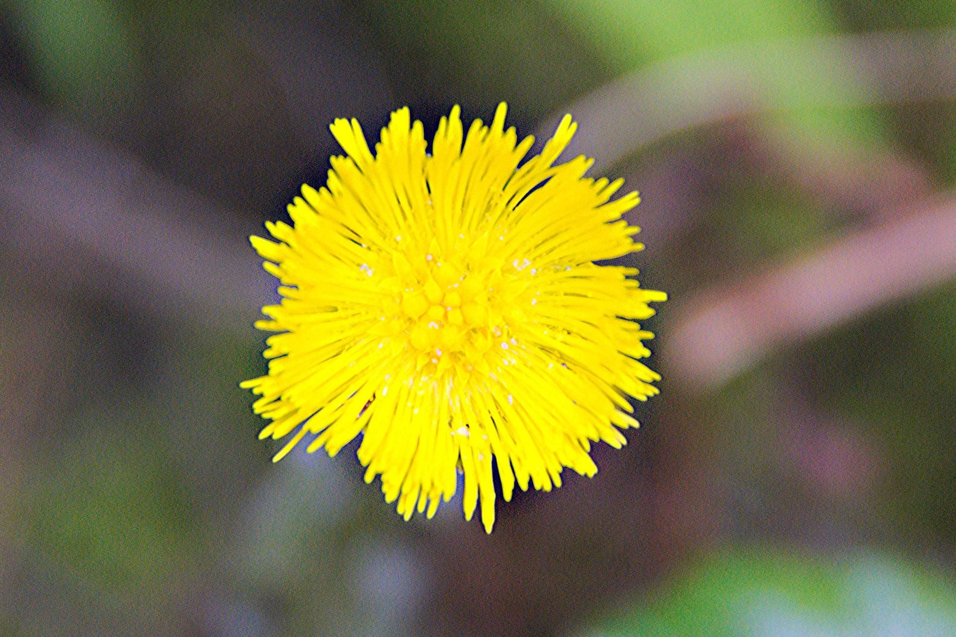 Annexe Tussilage-fleur-en-GP.jpg