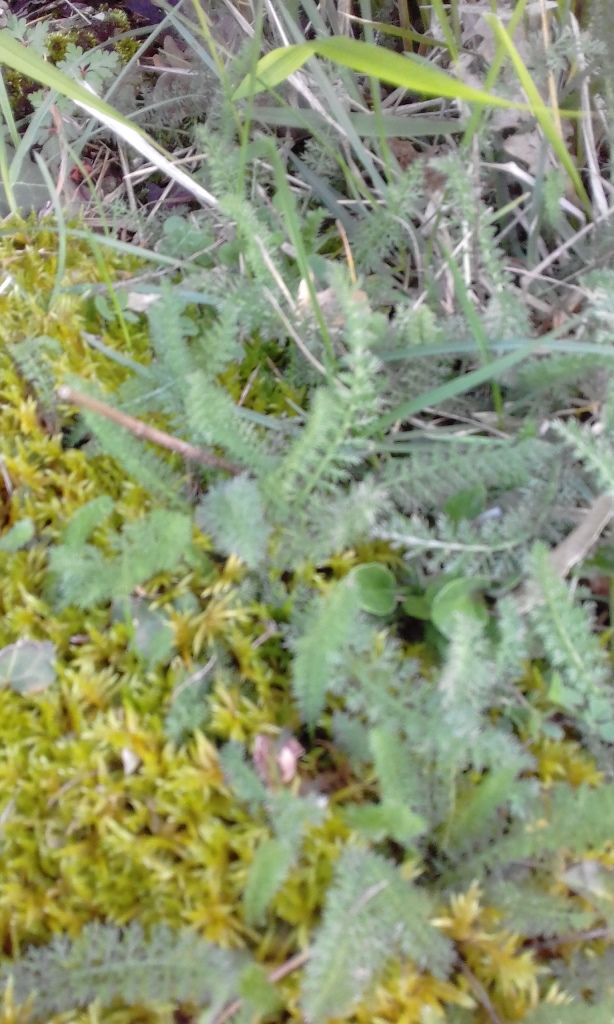 Annexe Achillée Millefeuille 2.jpg