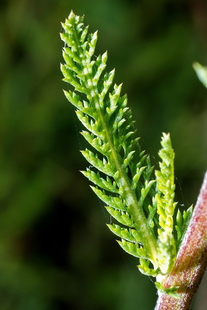 Annexe feuille achillee millefeuille.jpg