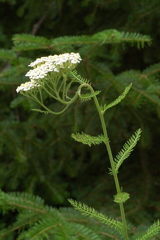 Annexe vue ensemble achillee millefeuille.jpg