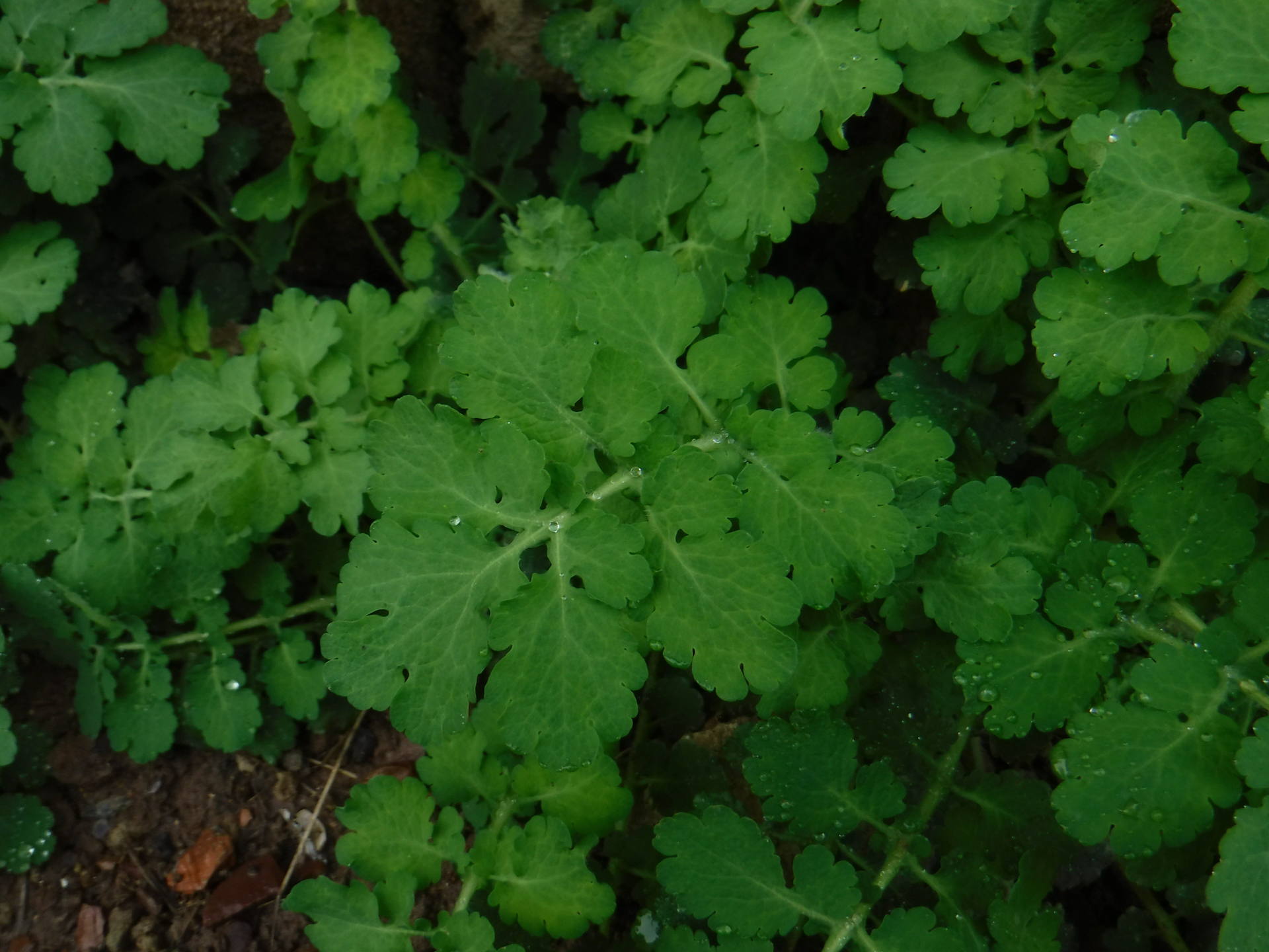 Annexe 2018_0331_11175700.jpg