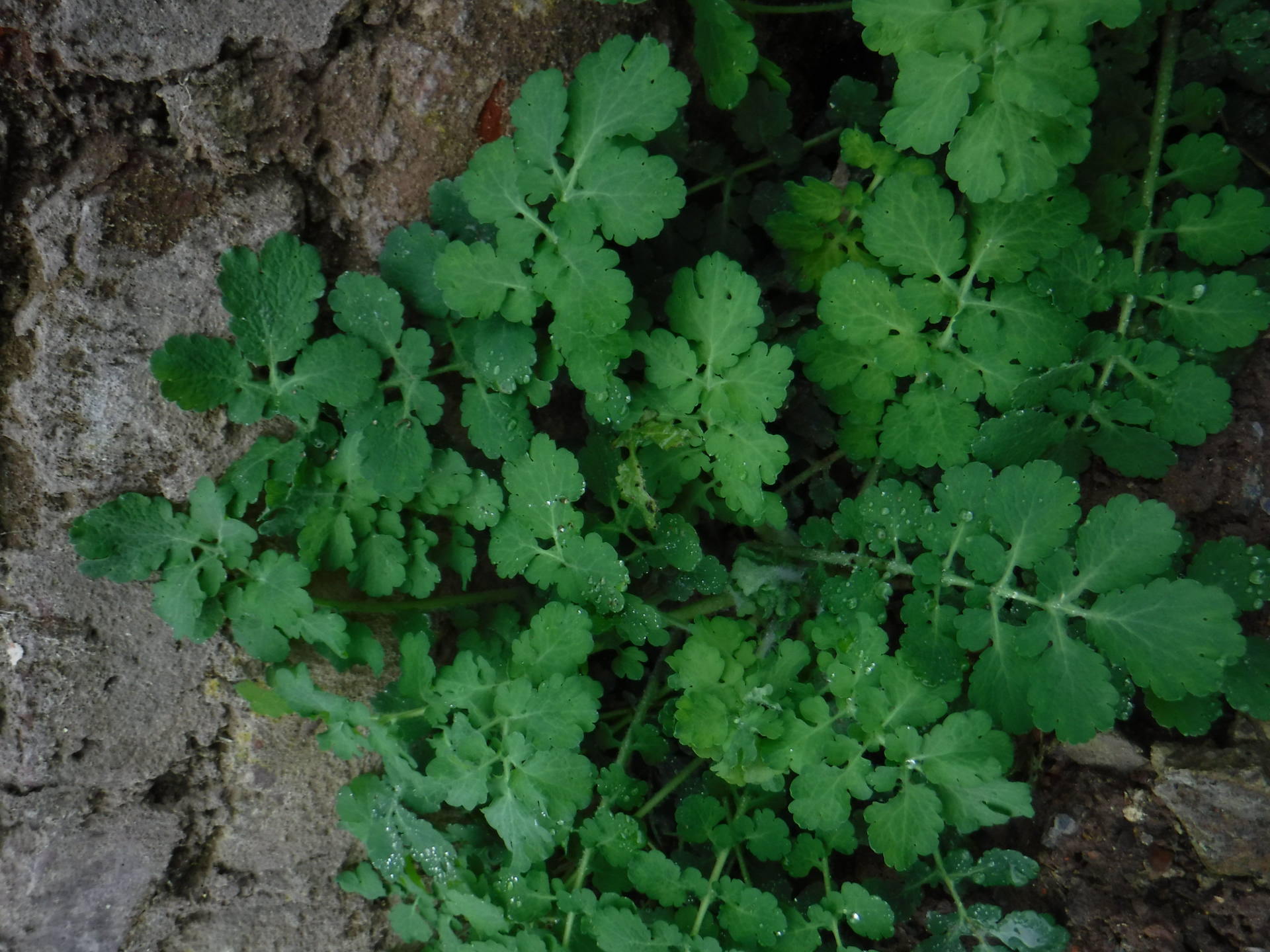 Annexe 2018_0331_11180900.jpg