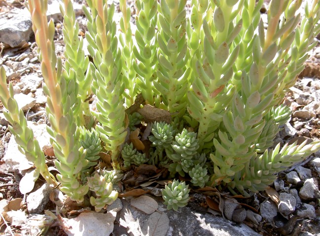 Annexe Crassulaceae_Sedum sediforme_2_DétailFeuille.JPG
