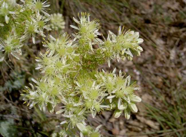 Annexe Crassulaceae_Sedum sediforme_4_Fleur.JPG