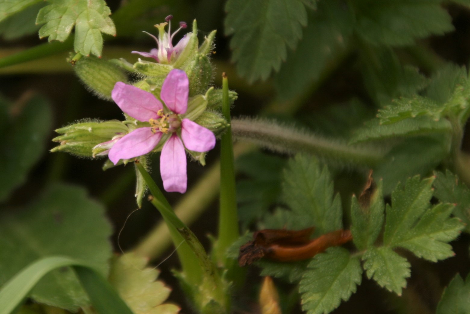 Annexe IMG_3478 (2).JPG