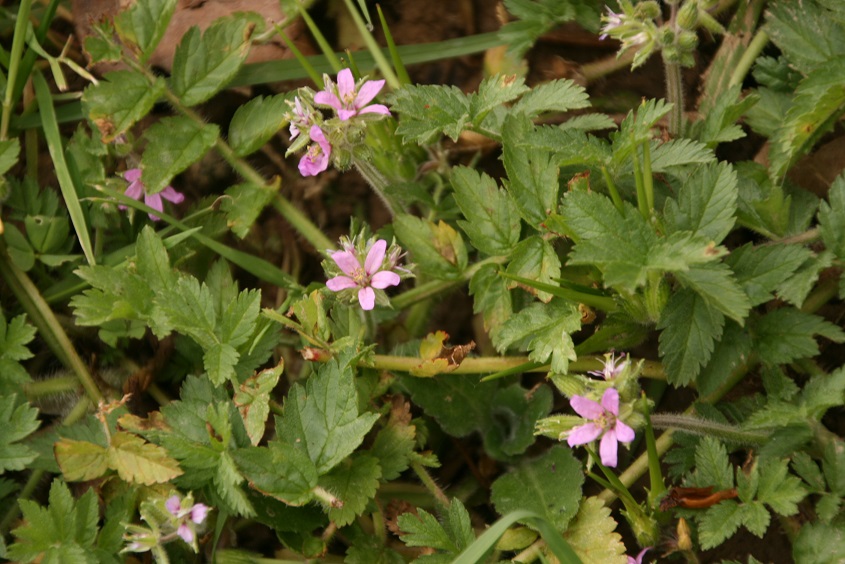 Annexe IMG_3481(2).jpg