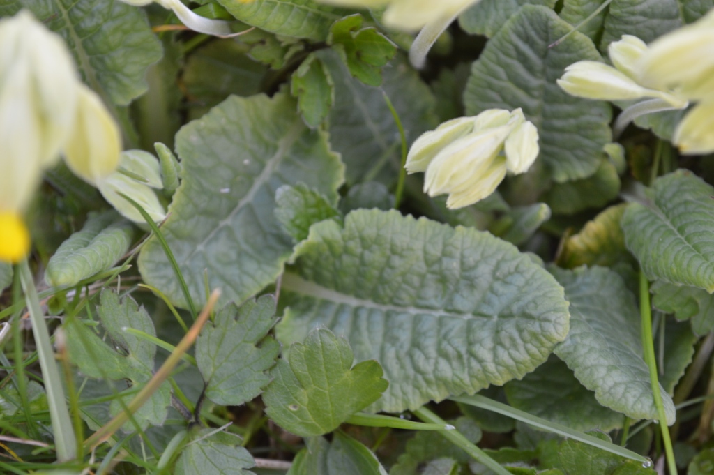 Annexe Coucou feuille.jpg