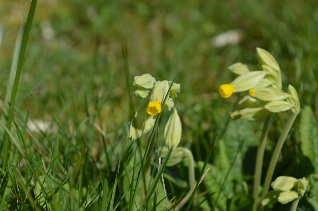 Annexe Coucou fleur.jpg