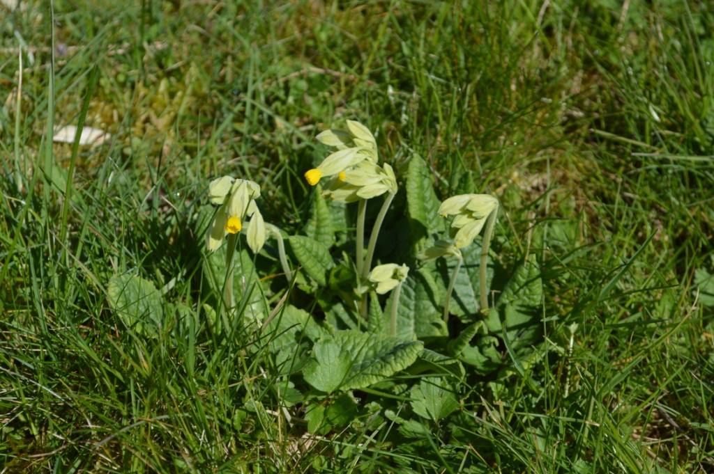 Annexe Coucou vu de dessus.jpg