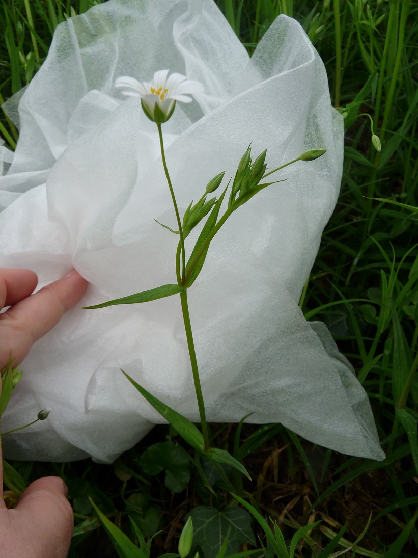 Annexe acitivité 1 plante dans son ensemble réduite.jpg