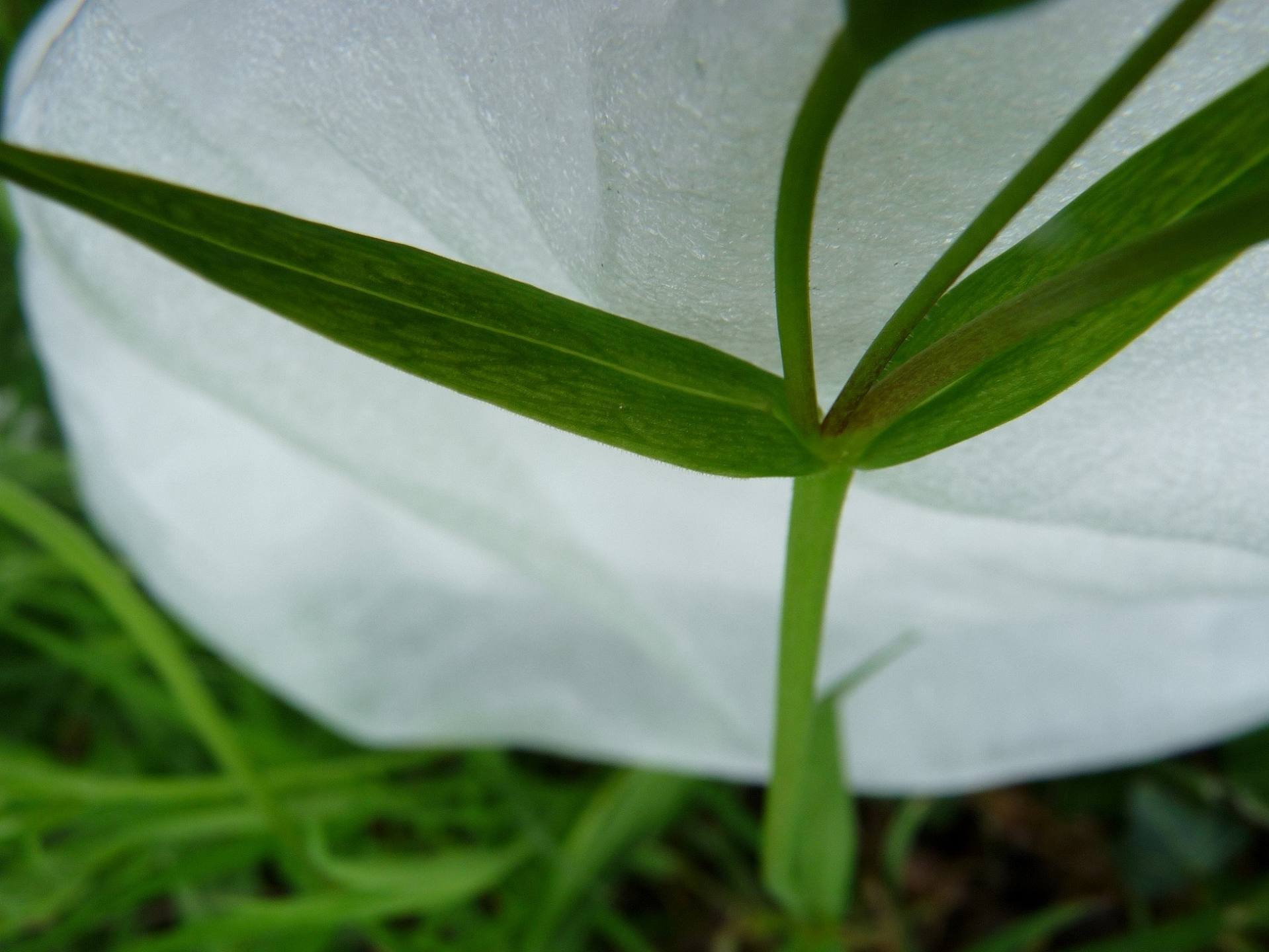 Annexe activité 1 détail base des feuilles réduite.jpg