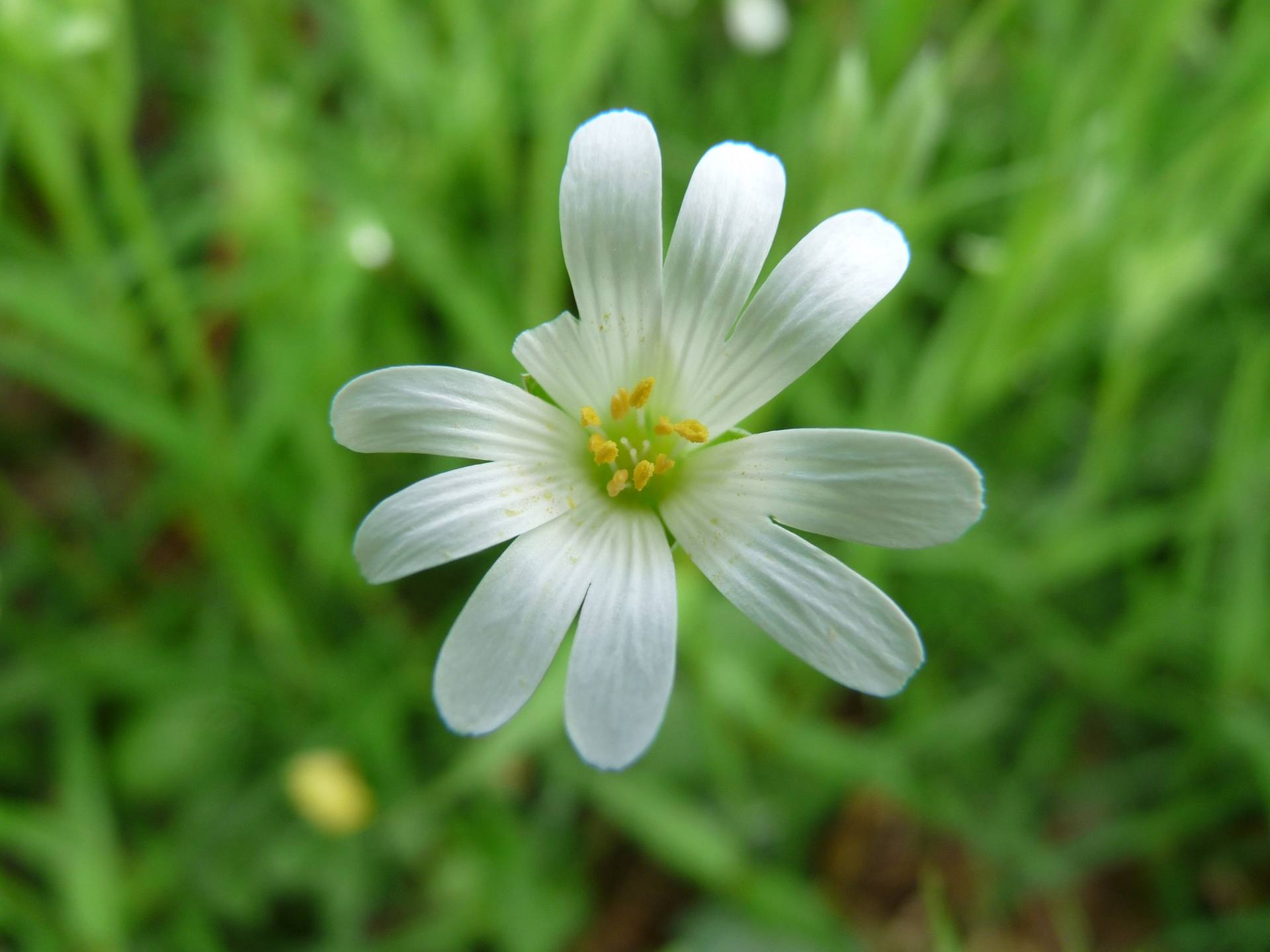 Annexe activité 1 inflorescence réduite.jpg