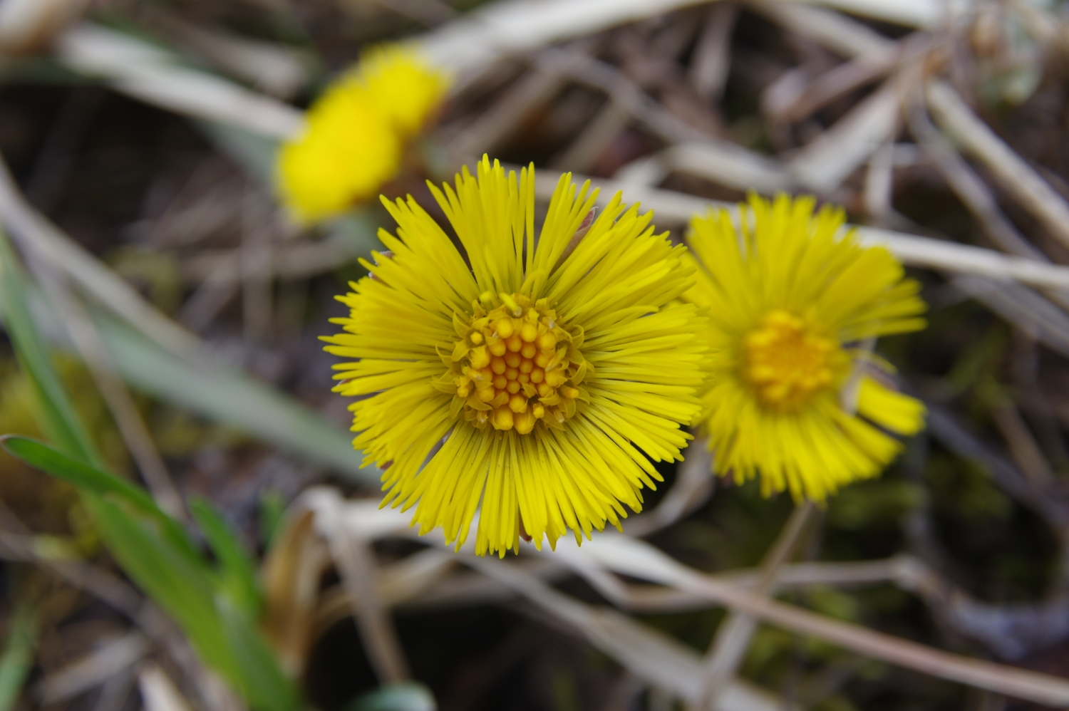 Annexe Inflorescence1.JPG