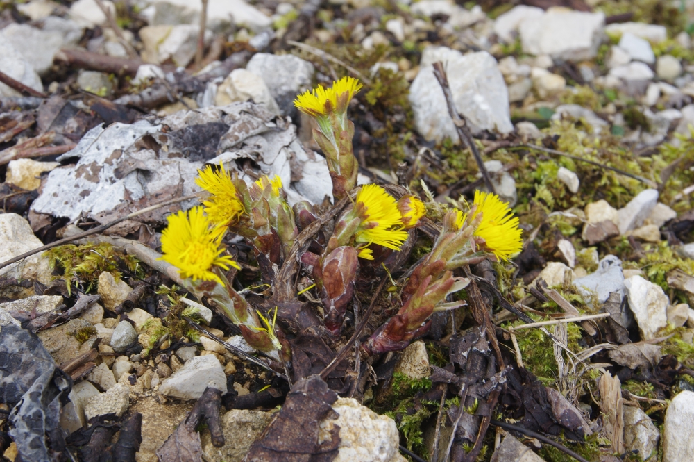 Annexe Vue densemble1.JPG