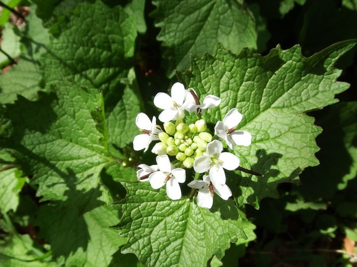 Annexe Alliaire Fleur.jpg