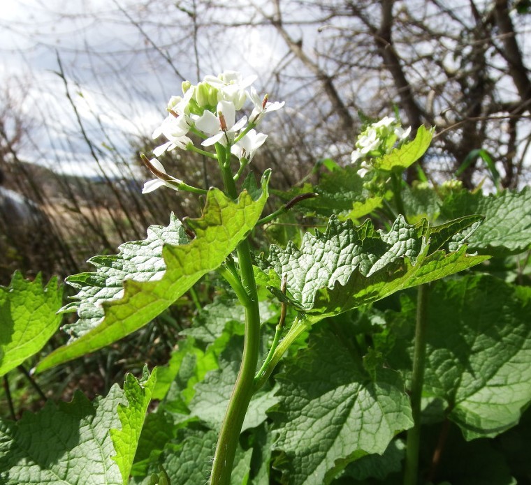 Annexe Alliaire Profil.jpg