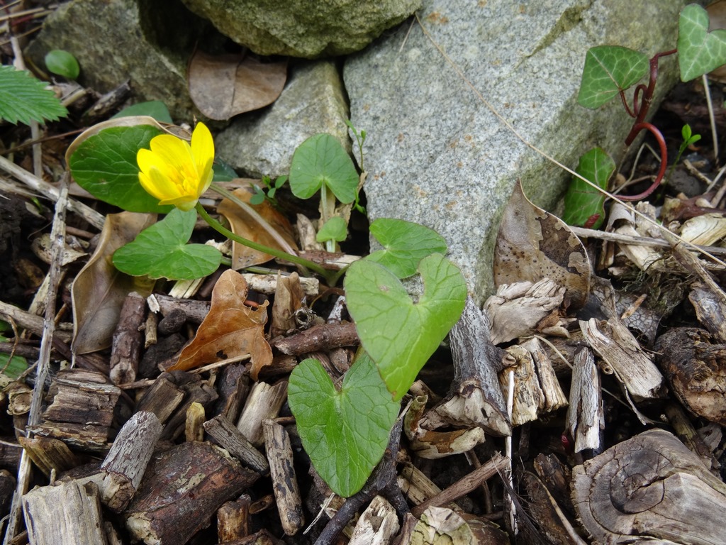 Annexe DSC07437 (Copier).JPG