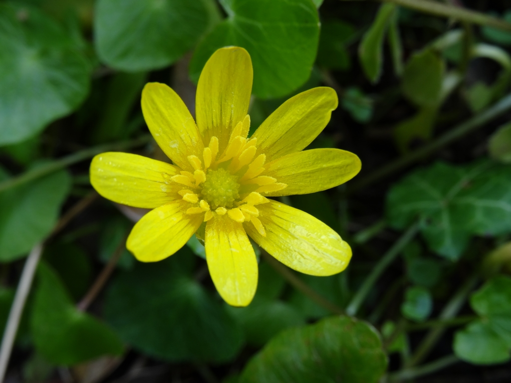 Annexe DSC07444 (Copier).JPG