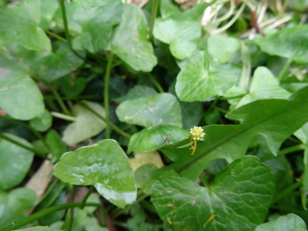 Annexe DSC07452 (Copier).JPG