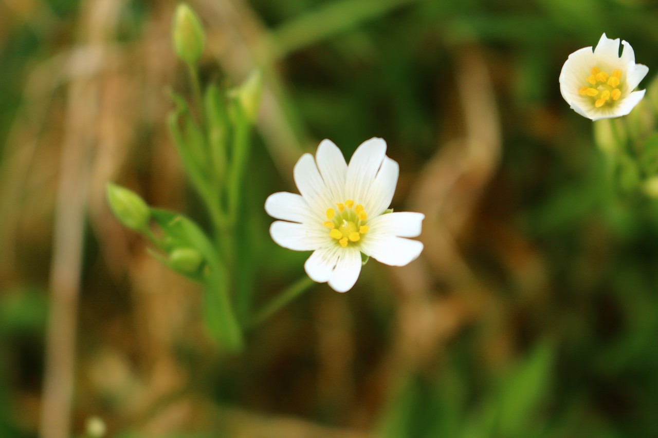 Annexe Fleur-MOOC-red-(1).jpg