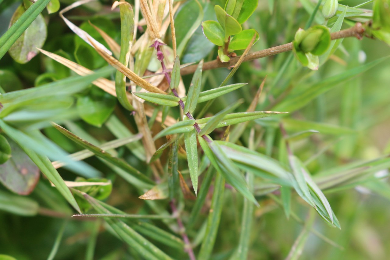 Annexe Fleur-MOOC-red-(4).jpg