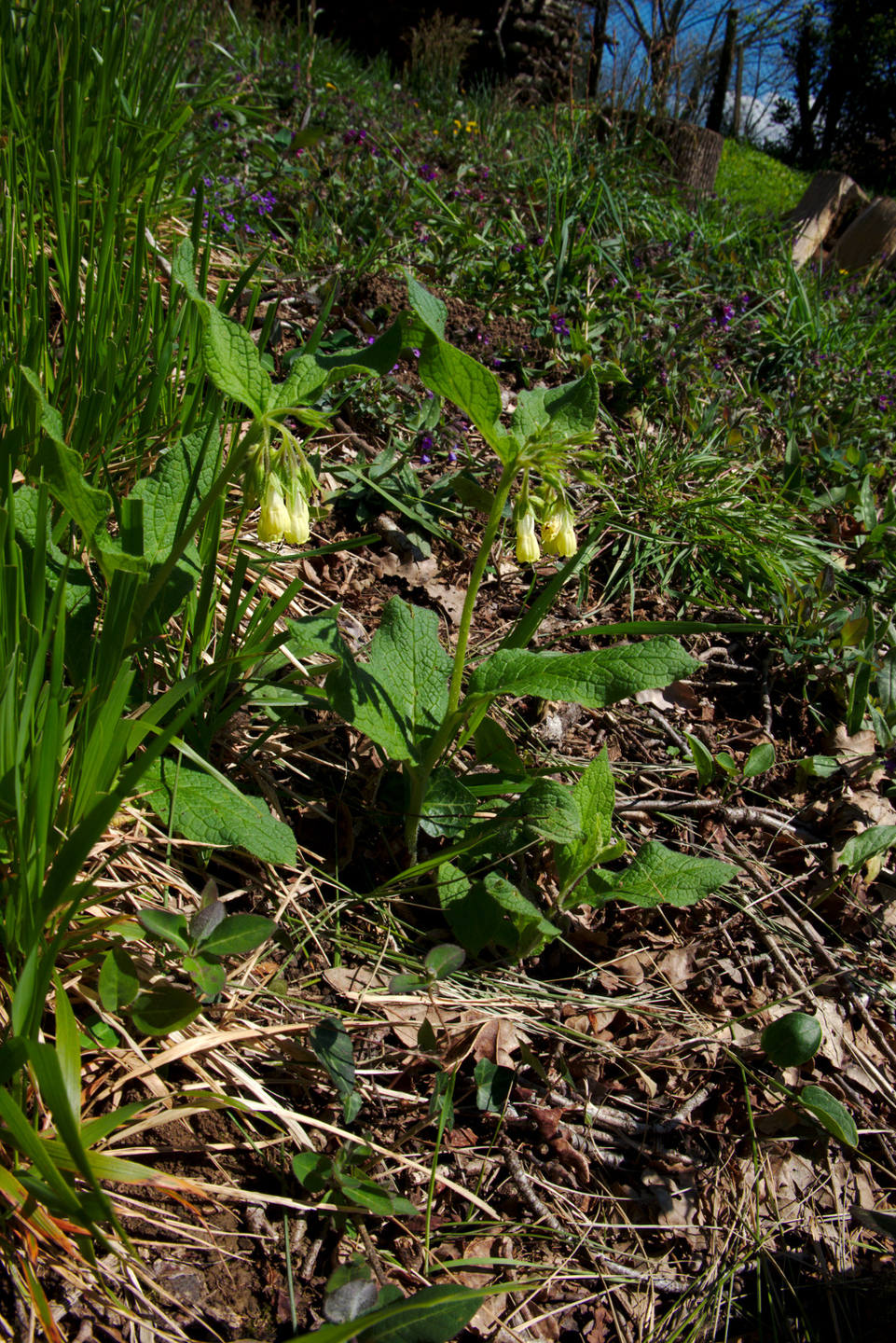 Annexe DSCF1643..jpg