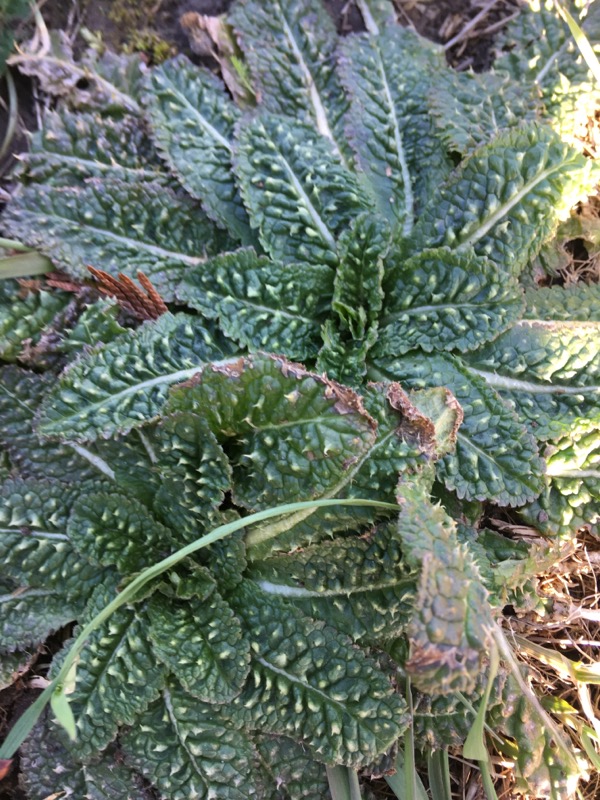 Annexe cardere 3.JPG