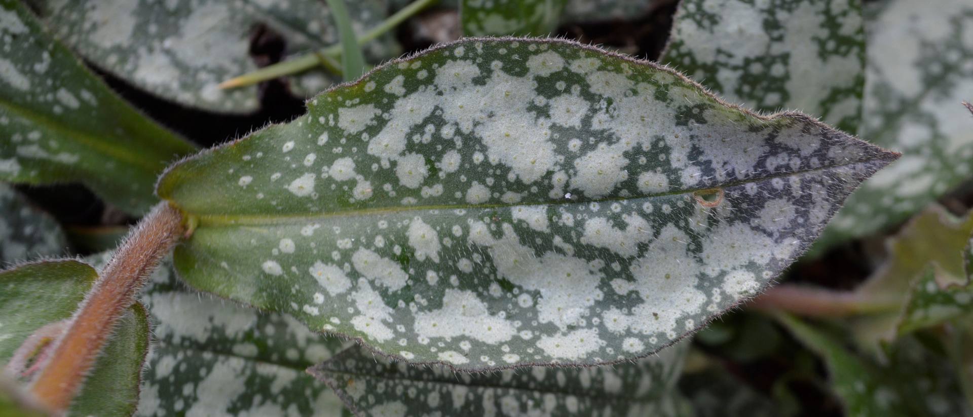 Annexe pulmonaria feuille.JPG